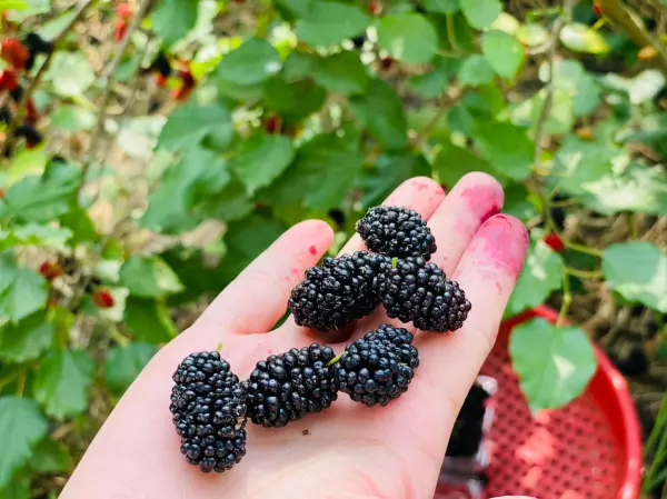 陳稼莊-桑椹-乳酪蛋糕-起司蛋糕