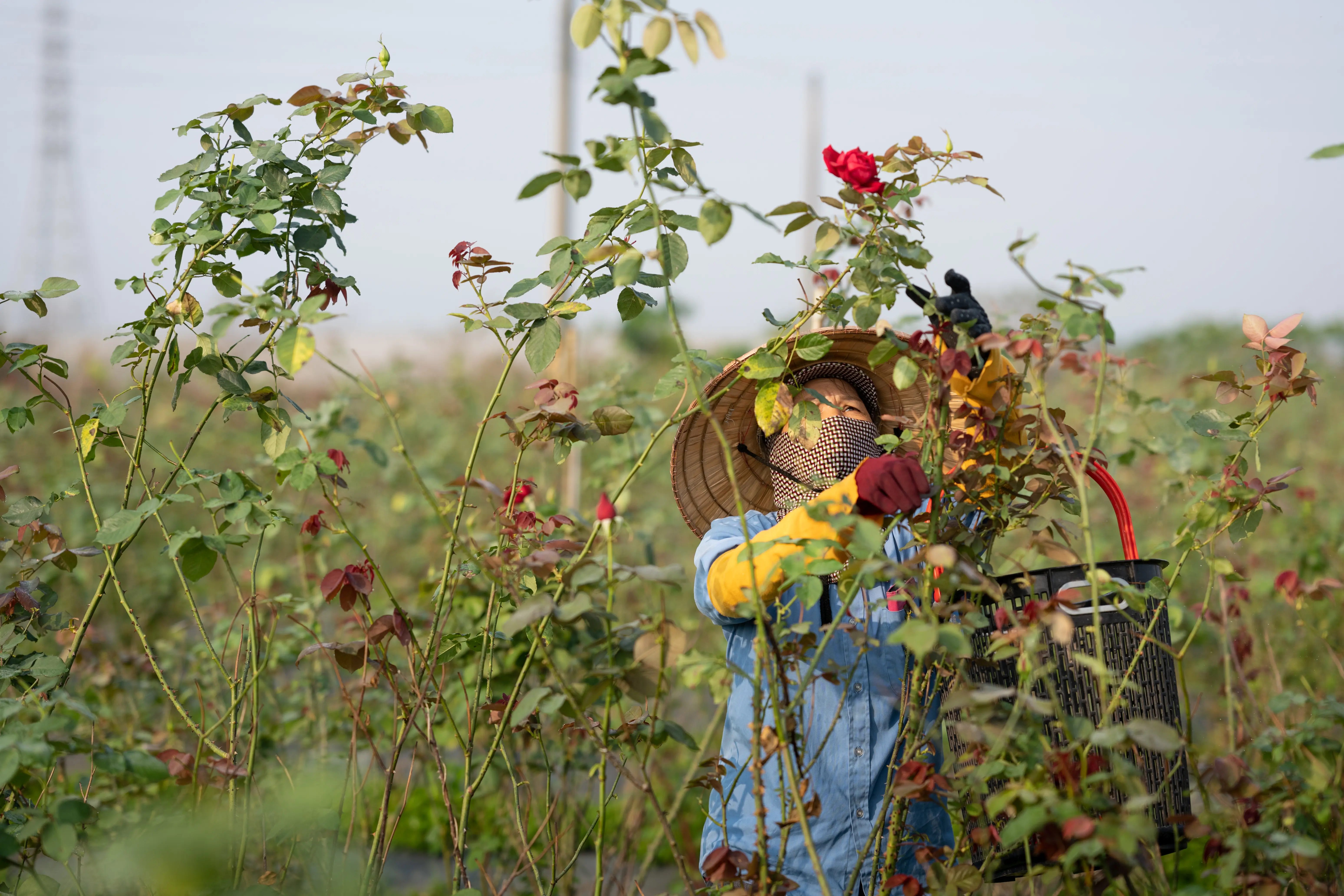 大花農場-有機玫瑰-起司蛋糕-乳酪蛋糕-起士蛋糕-母親節蛋糕-屏東九如-食用玫瑰