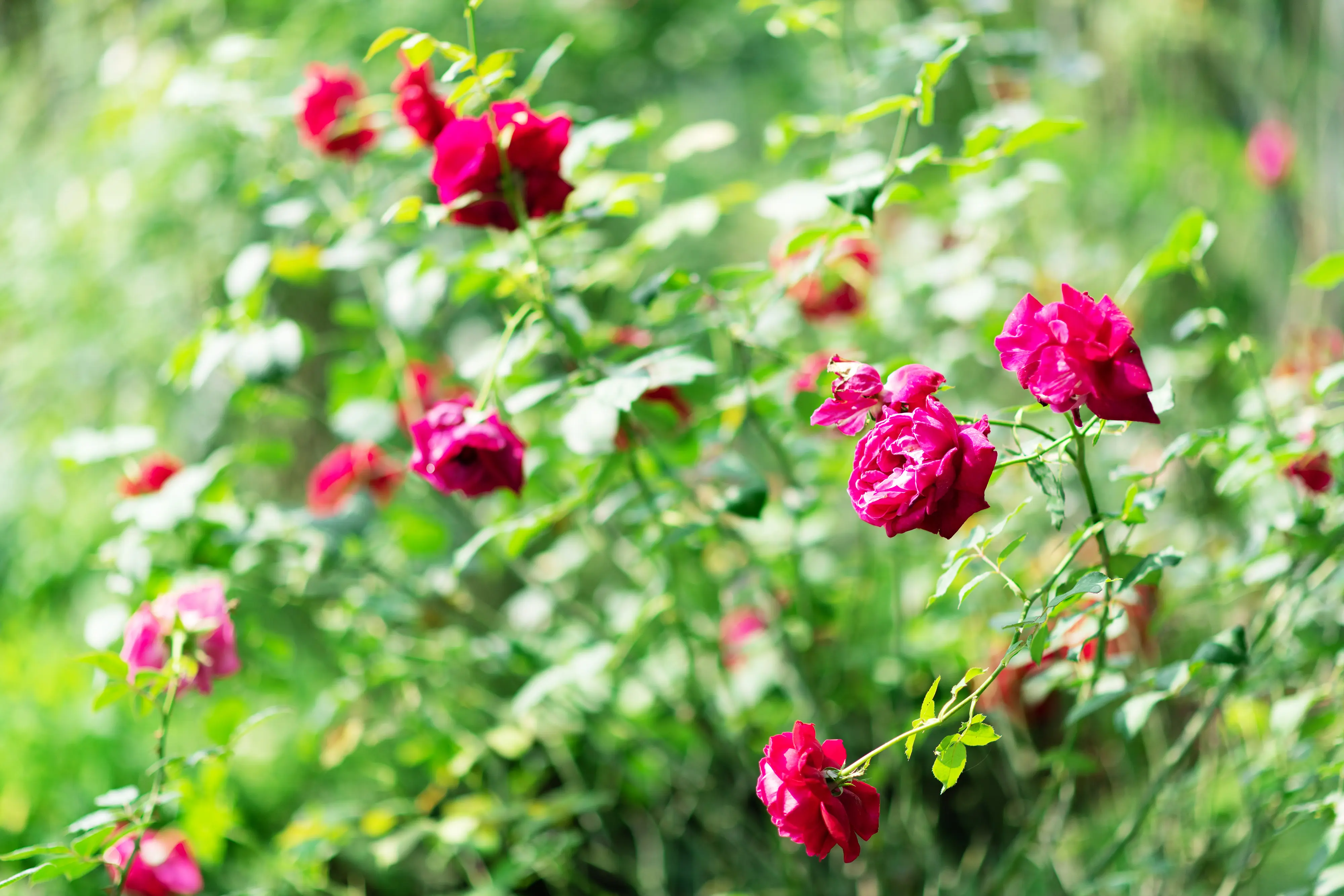 大花農場-有機玫瑰-起司蛋糕-乳酪蛋糕-起士蛋糕-母親節蛋糕-屏東九如-食用玫瑰