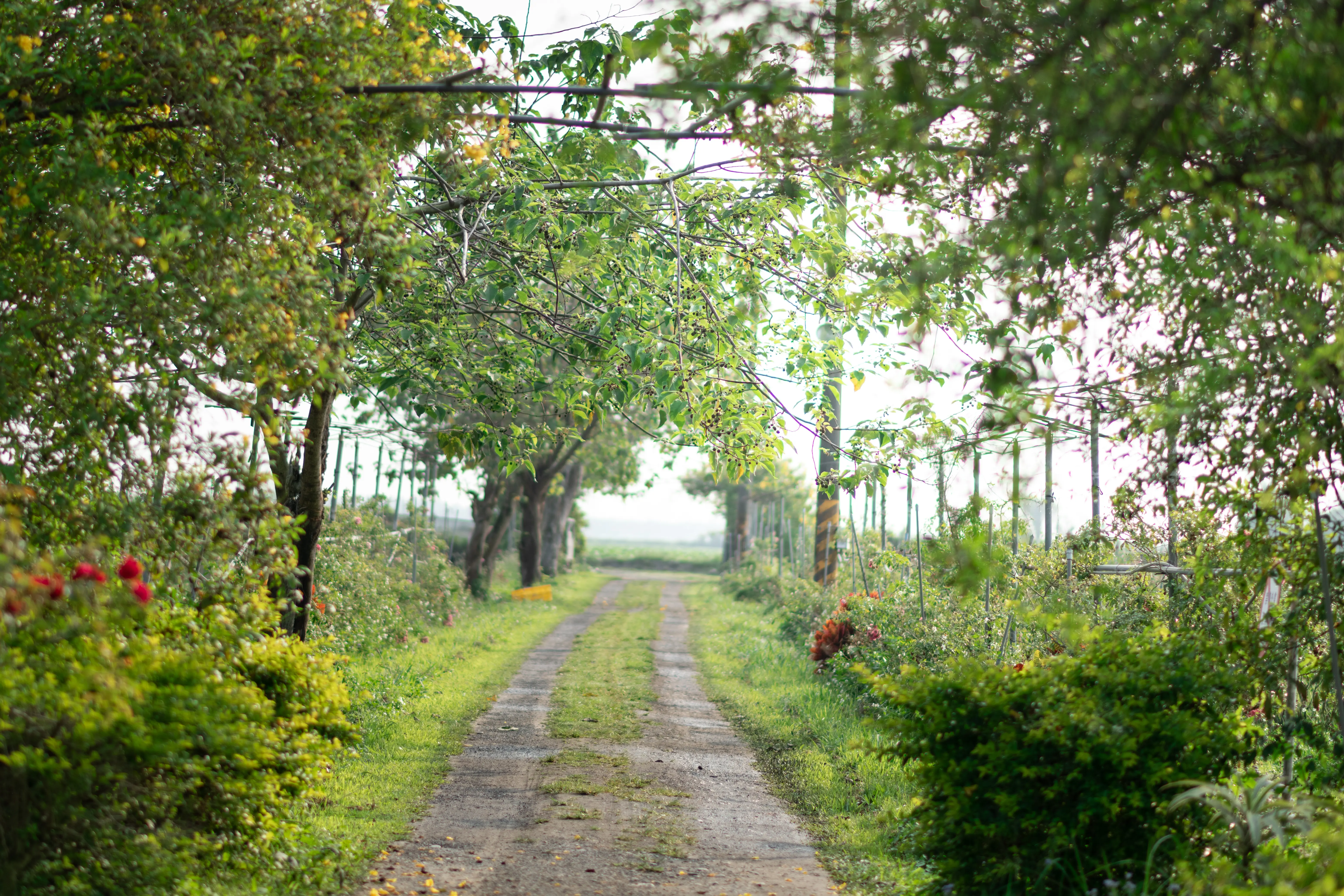 大花農場-有機玫瑰-起司蛋糕-乳酪蛋糕-起士蛋糕-母親節蛋糕-屏東九如-食用玫瑰