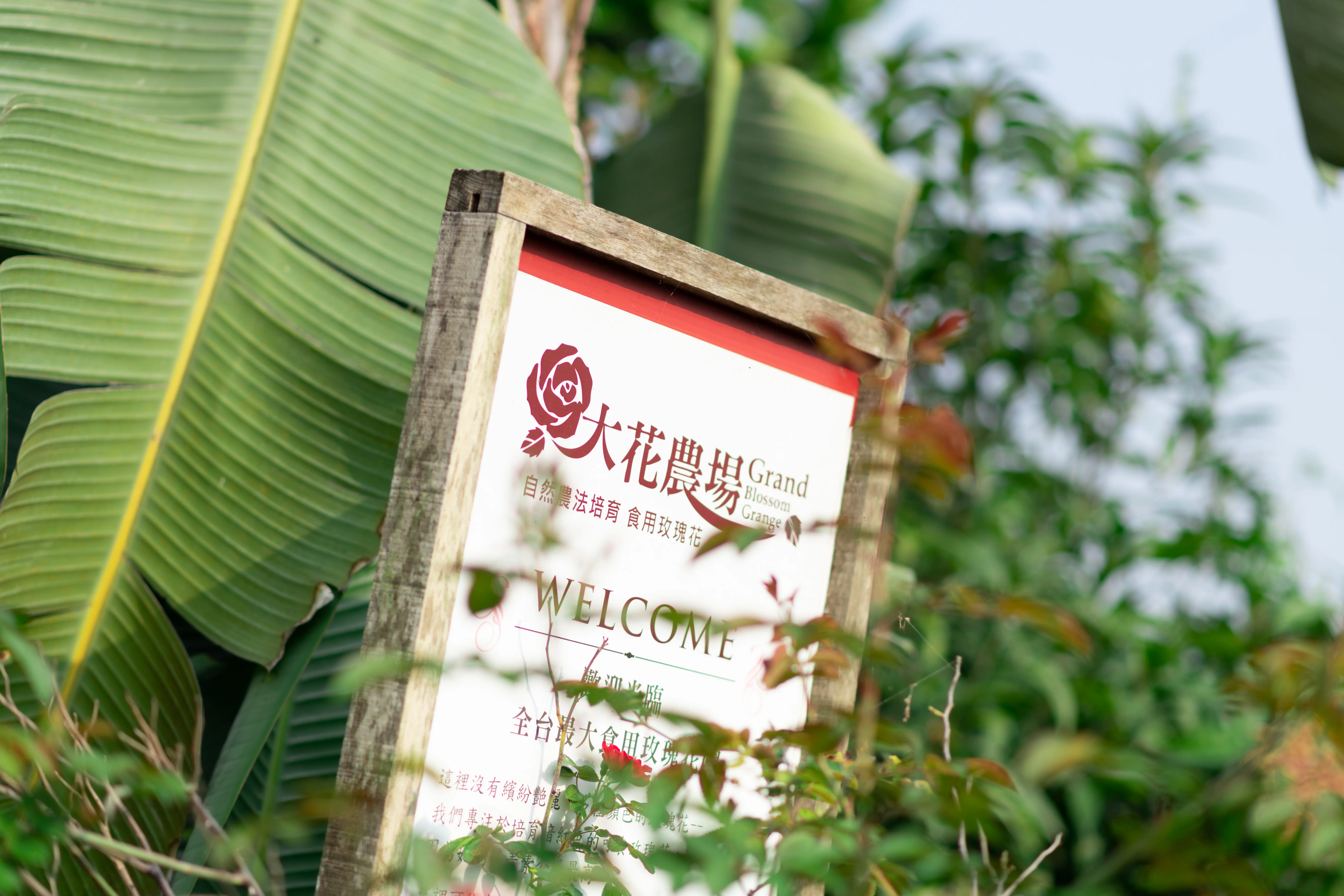 大花農場-有機玫瑰-起司蛋糕-乳酪蛋糕-起士蛋糕-母親節蛋糕-屏東九如-食用玫瑰