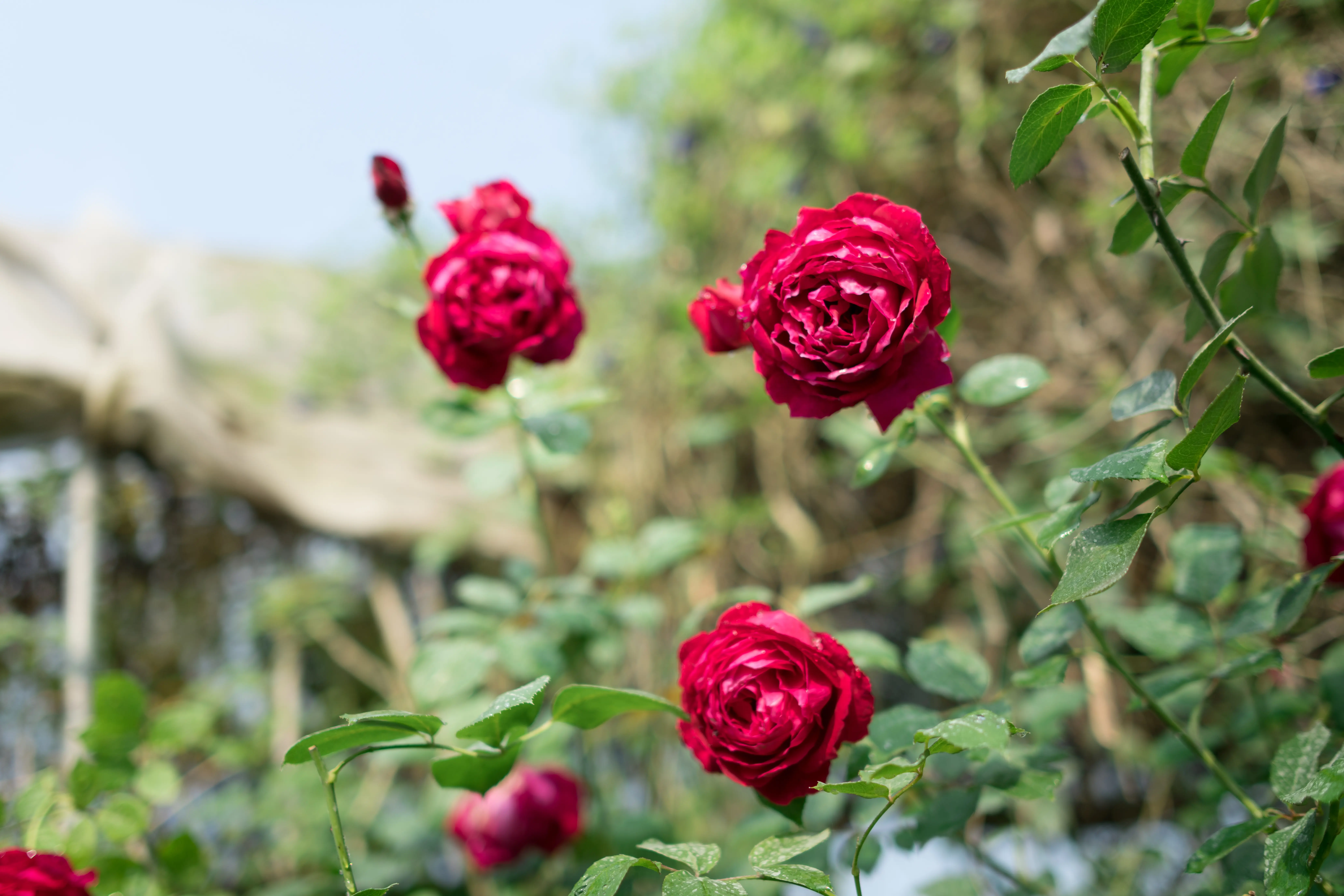 大花農場-有機玫瑰-起司蛋糕-乳酪蛋糕-起士蛋糕-母親節蛋糕-屏東九如-食用玫瑰