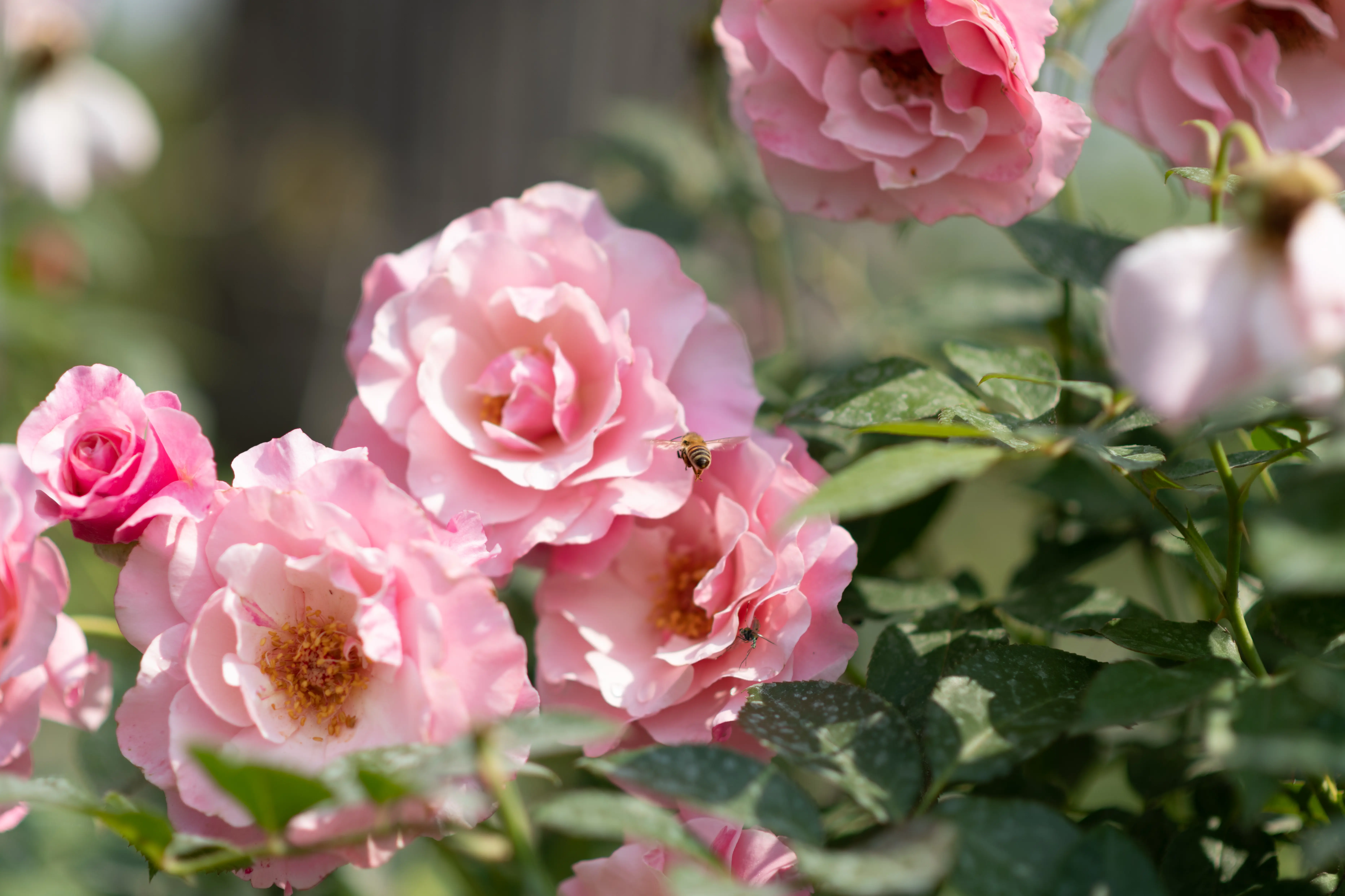大花農場-有機玫瑰-起司蛋糕-乳酪蛋糕-起士蛋糕-母親節蛋糕-屏東九如-食用玫瑰